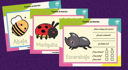 Tarjetas de Insectos